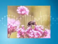 Animal & Plants